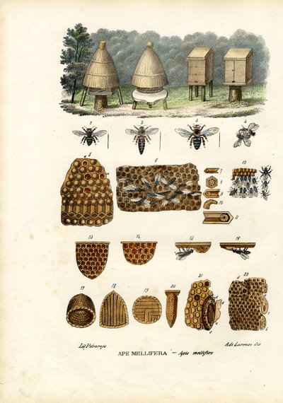 Bees, 1863-79 by Raimundo Petraroja